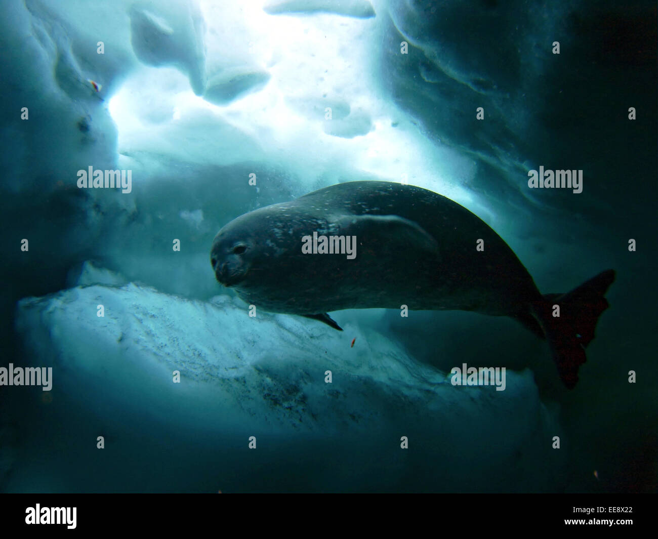 A Weddell seal swims under the ice in McMurdo Sound, Antarctica. Stock Photo