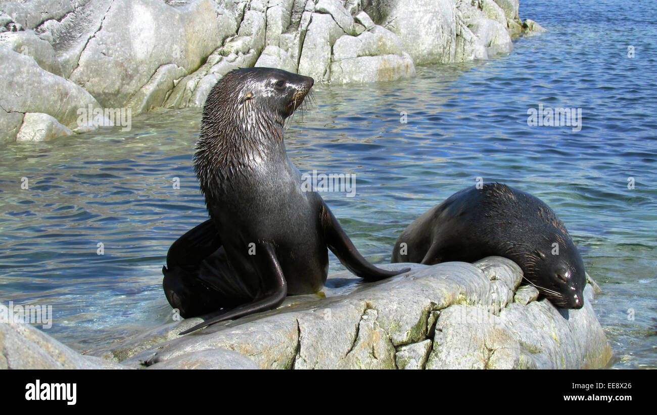 Two Antarctic fur seals enjoy the sun while resting on rocks at Dream Island, located near Palmer Station, Antarctica. Stock Photo