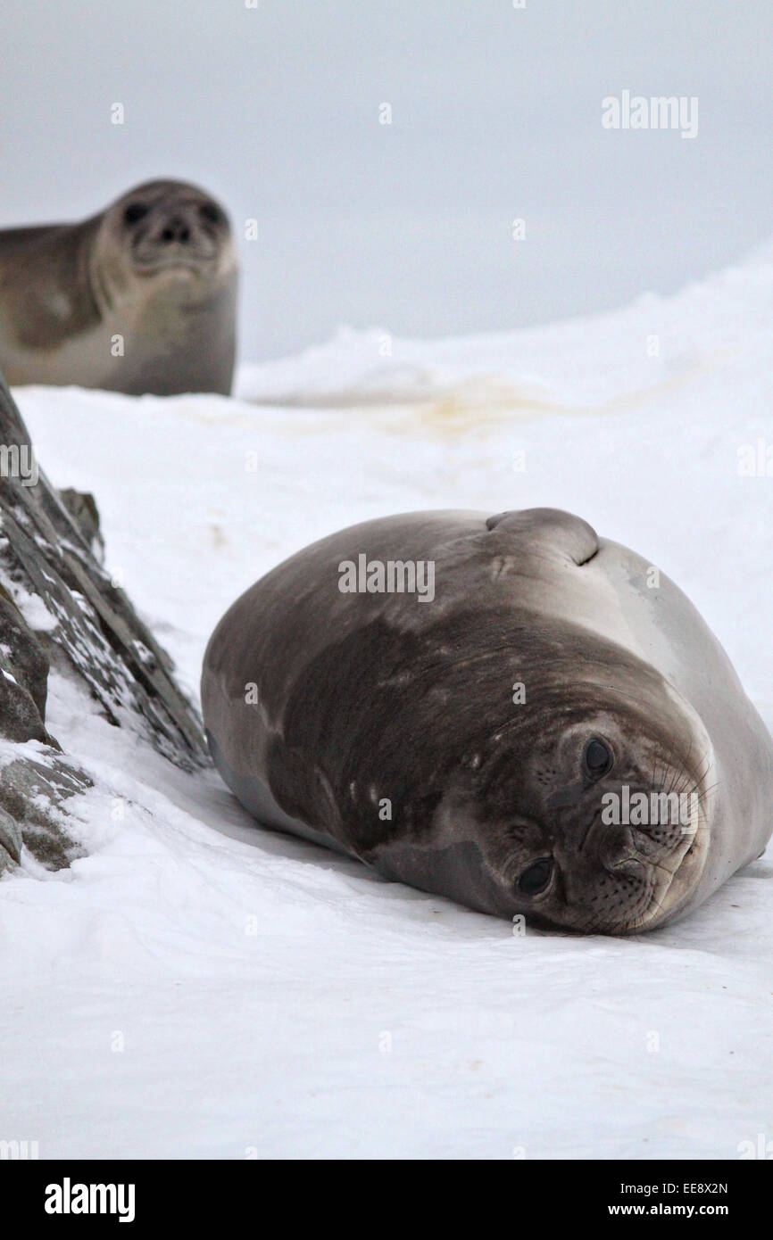 Southern elephant seals in Antarctica. Stock Photo