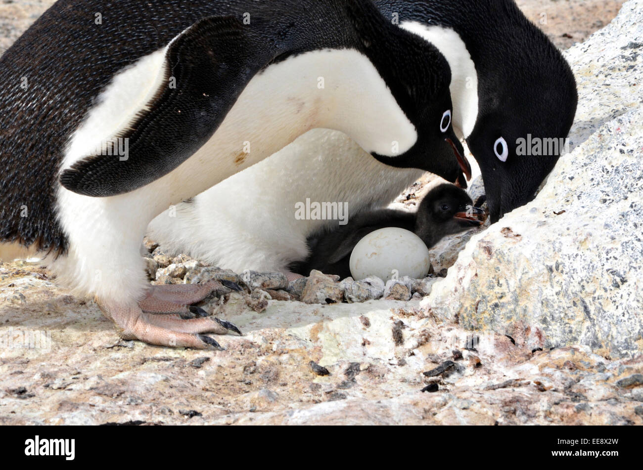 Two Adelie penguins protect a chick and egg at Cape Royds, which is the southernmost breeding grounds in the world for Antarctica's iconic seabird. Fewer than 2,000 breeding pairs return to the colony each year during the summer to lay eggs and raise chicks. Stock Photo