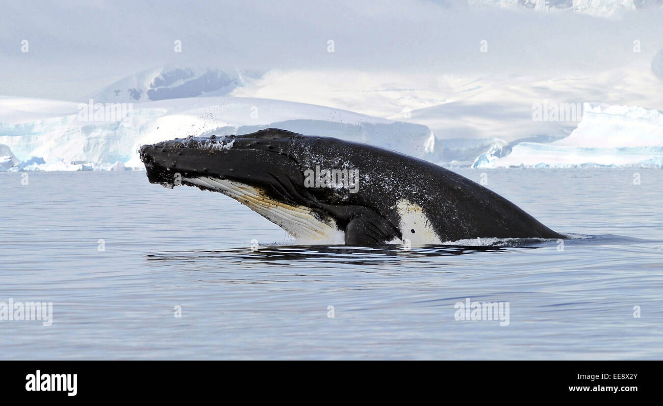 A humpback whale breaches out of the water off the Antarctic Peninsula February 6, 2013. Stock Photo