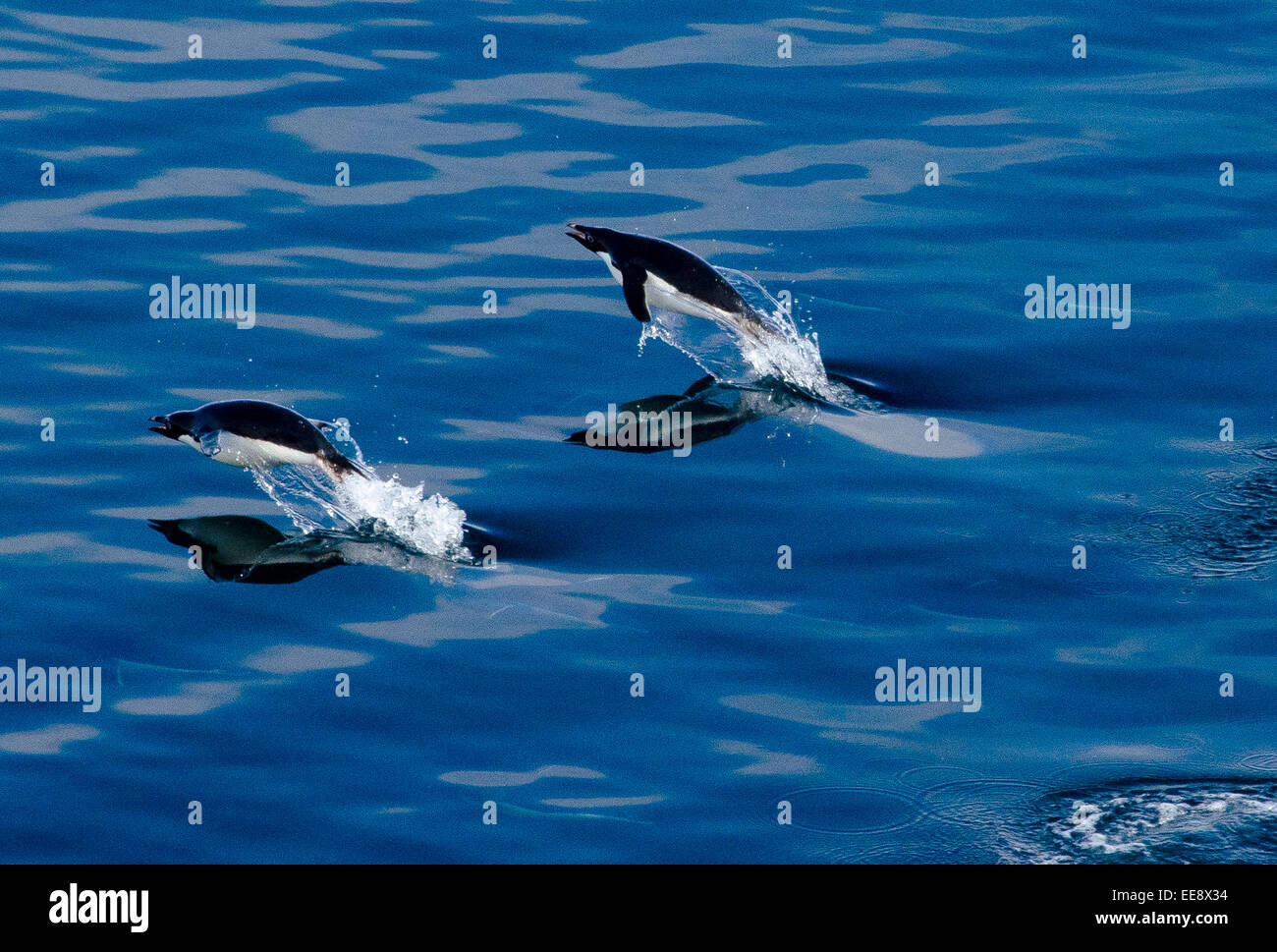 A group of Adelie penguins swim along the water by porpoising in McMurdo Sound, Antarctica. Stock Photo