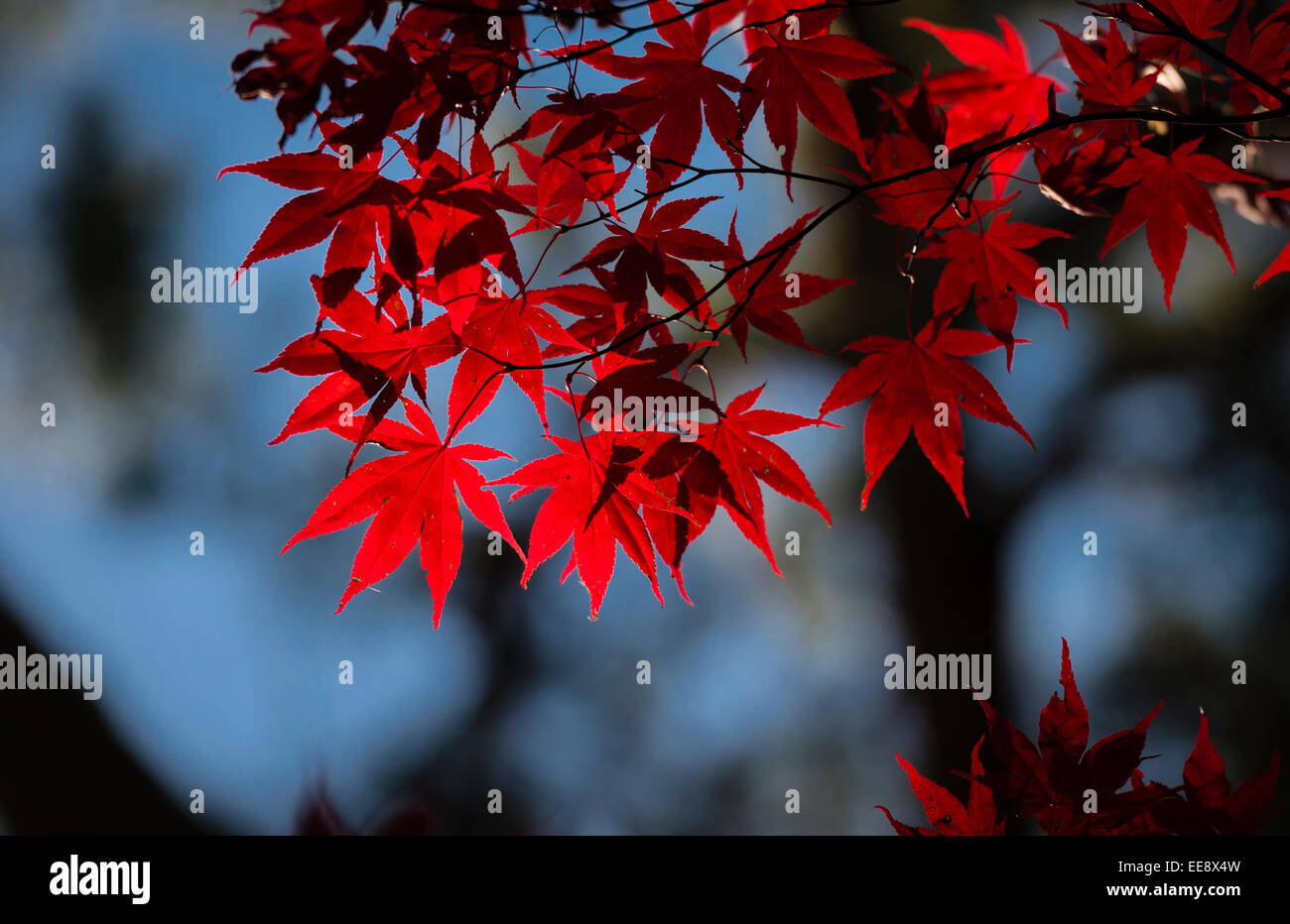 bright red maple leaves during indian summer Stock Photo