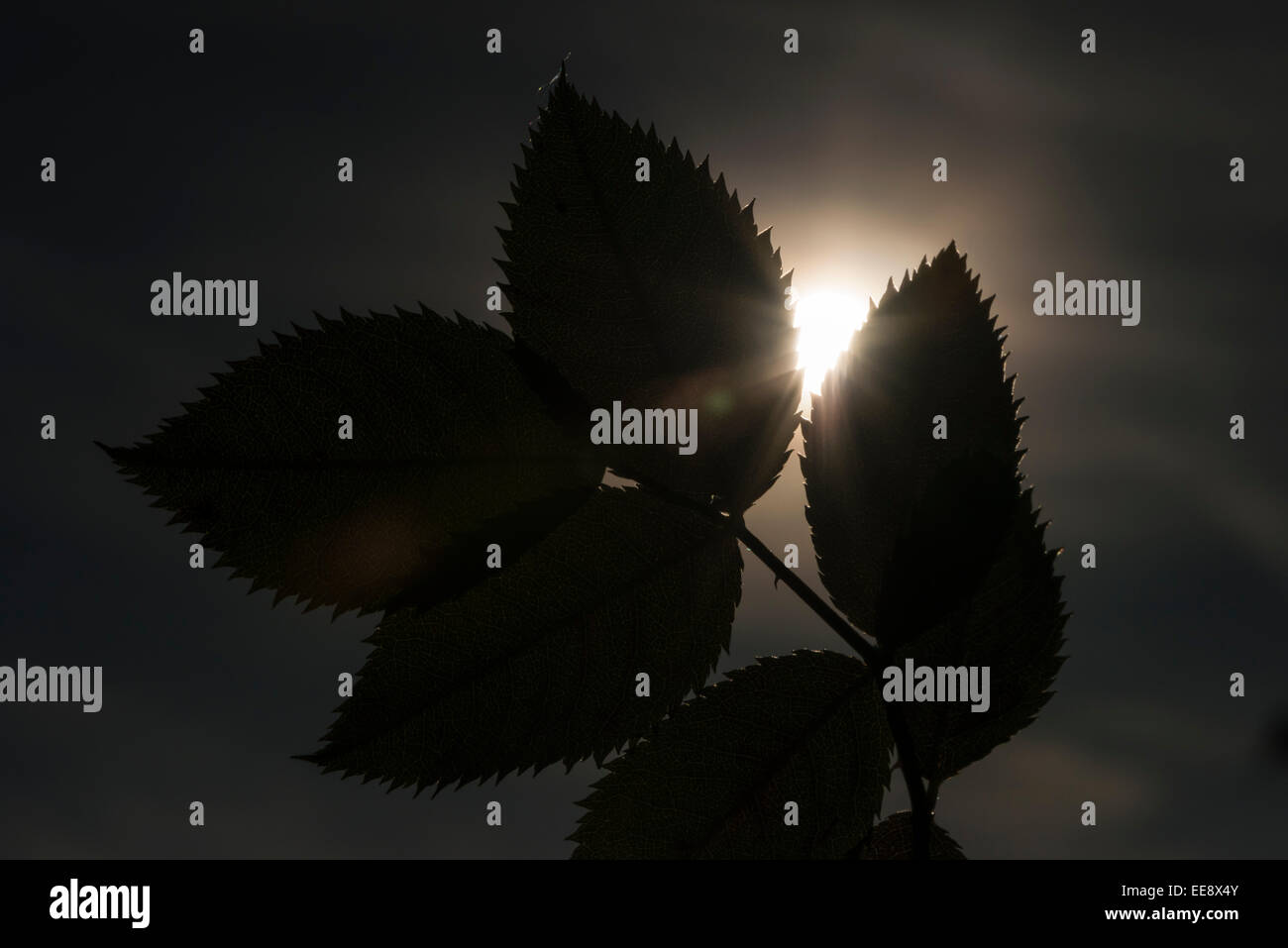 silhouette of a beech tree leaf in bright sunny back light Stock Photo