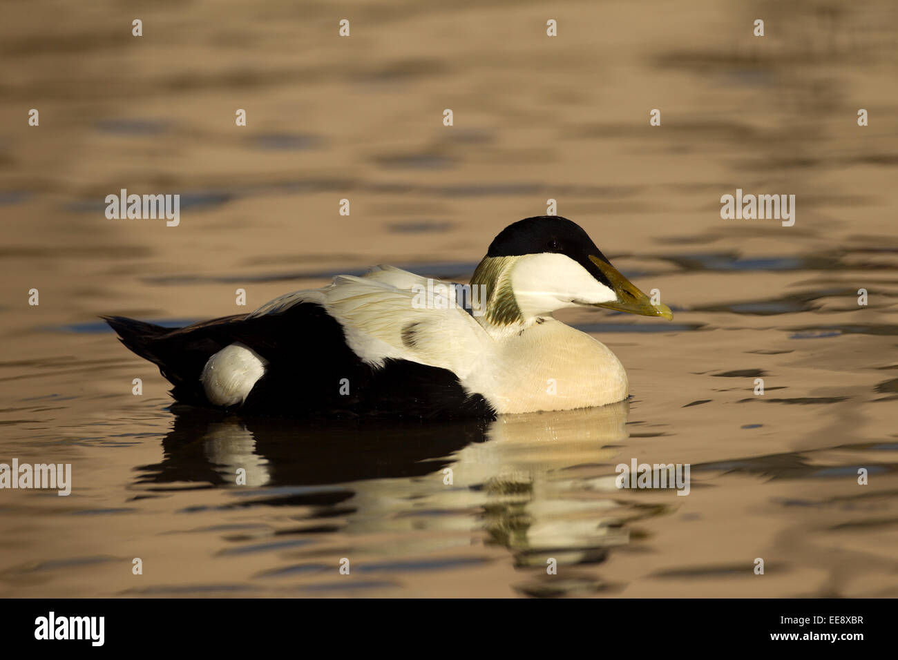 Eider duck male Stock Photo Alamy