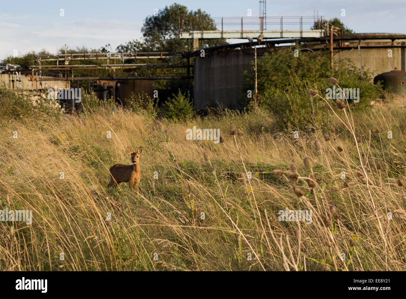 Young Deer in an Urban Wasteland Stock Photo