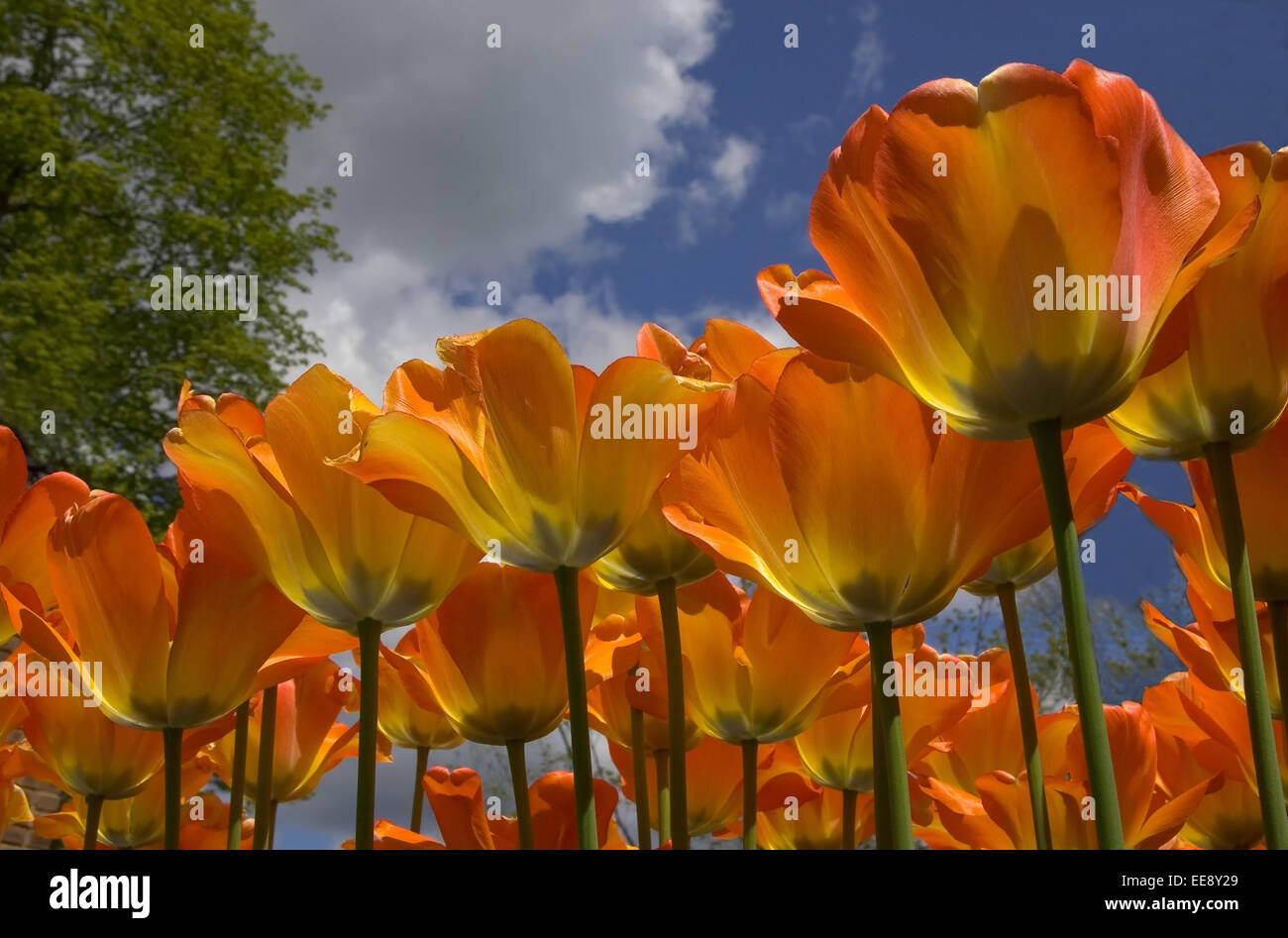 Liliaceae tulips hi-res stock photography and images - Alamy