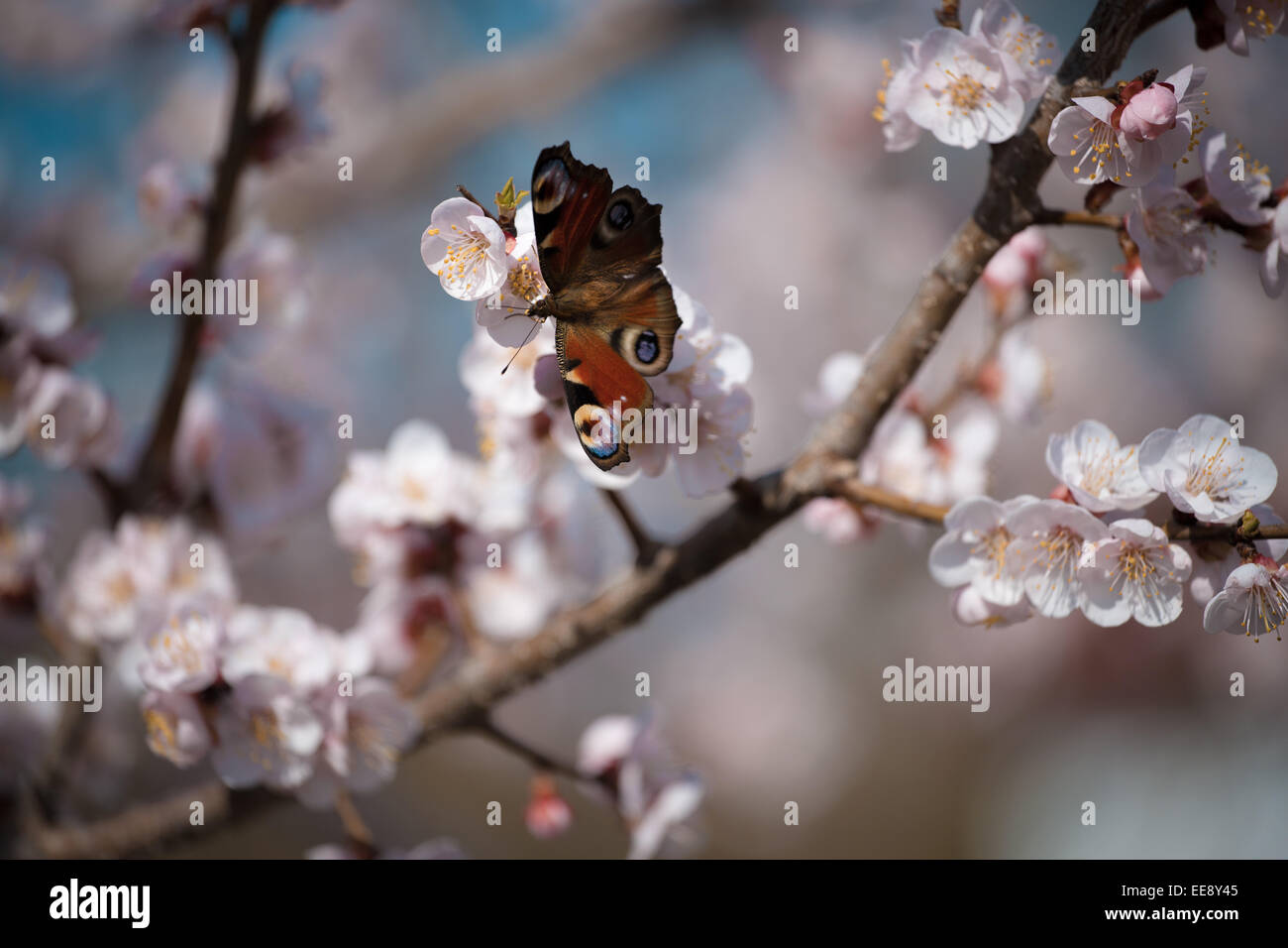 Monarch butterfly seeking nectar on apricot flower Stock Photo - Alamy