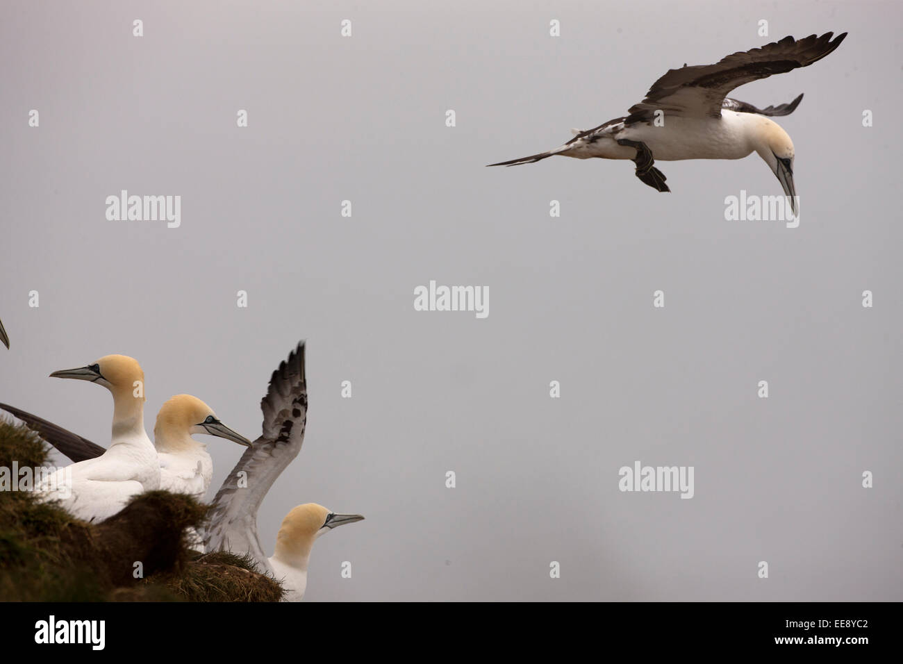 Gannets Stock Photo