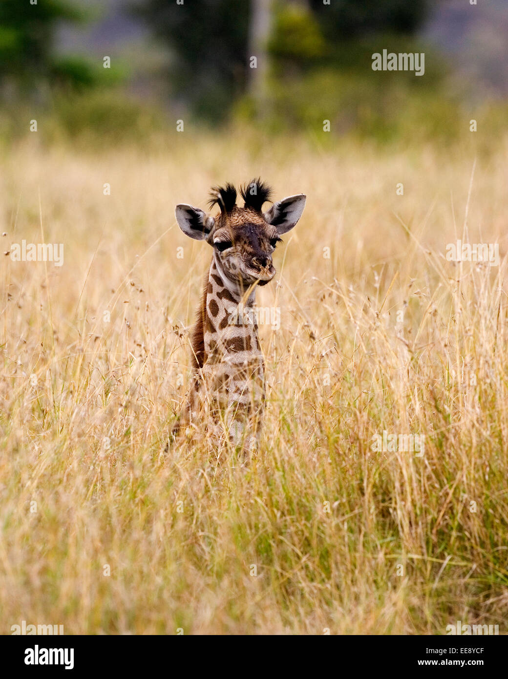 Baby Giraffe in the long grass Stock Photo