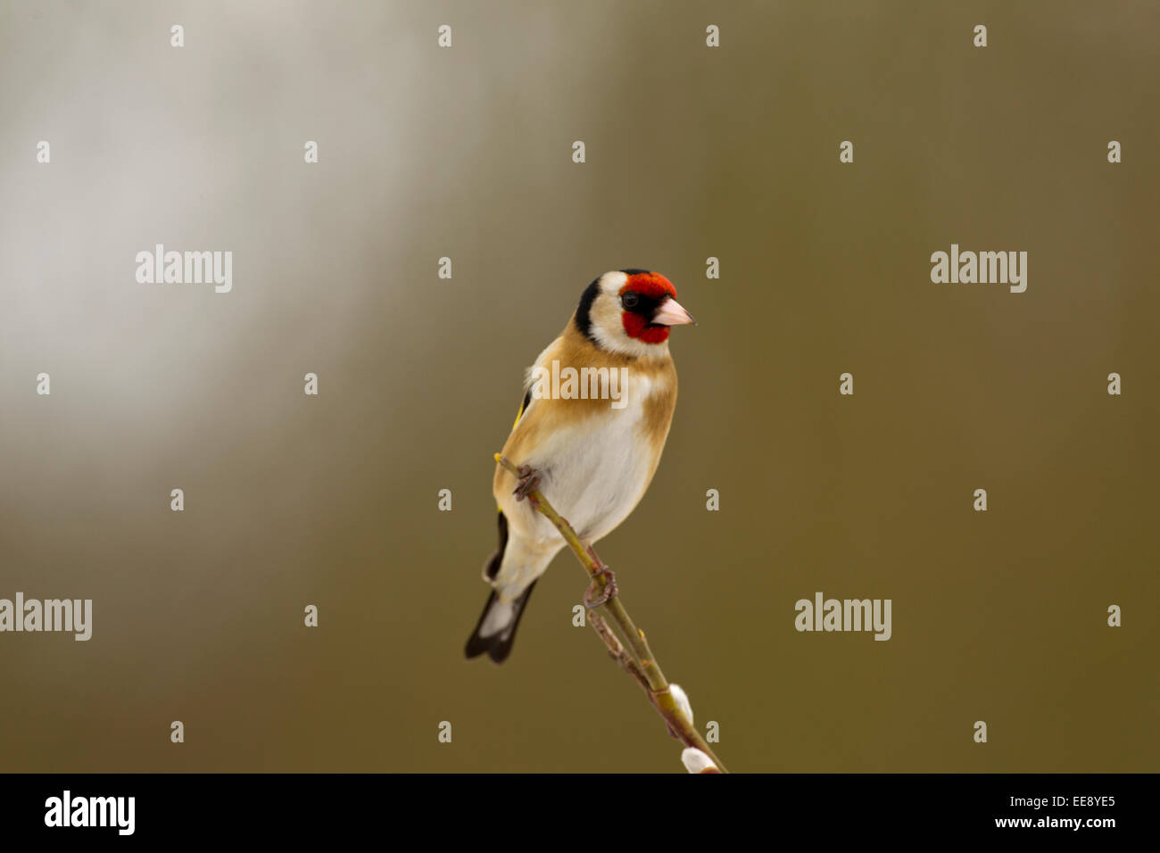 Goldfinch perched Stock Photo