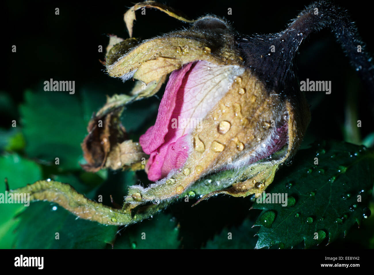Close up detail of a rose bud wilting and dying. Stock Photo