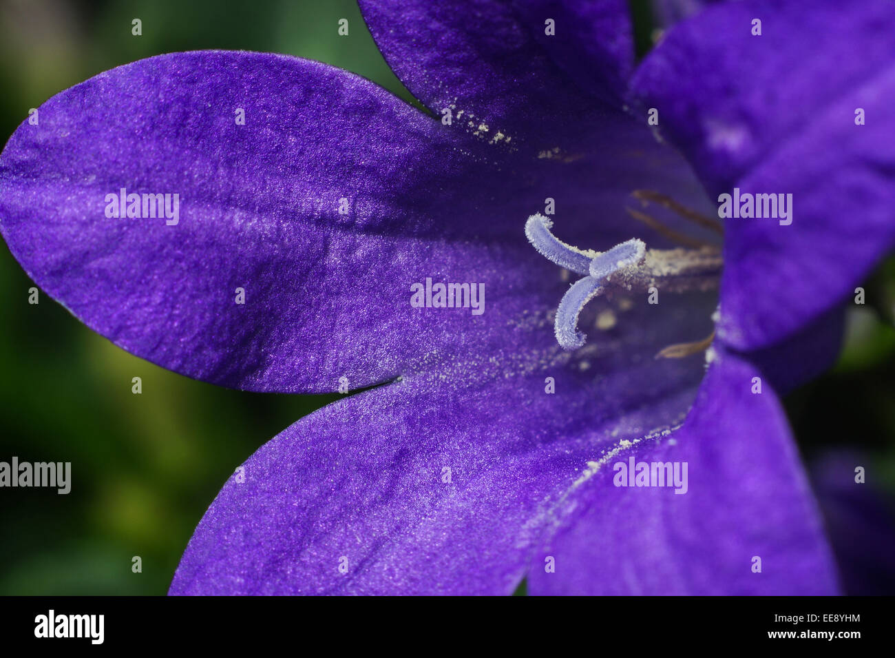 Close up detail of a bellflower (Campanula portenschlagiana). Stock Photo