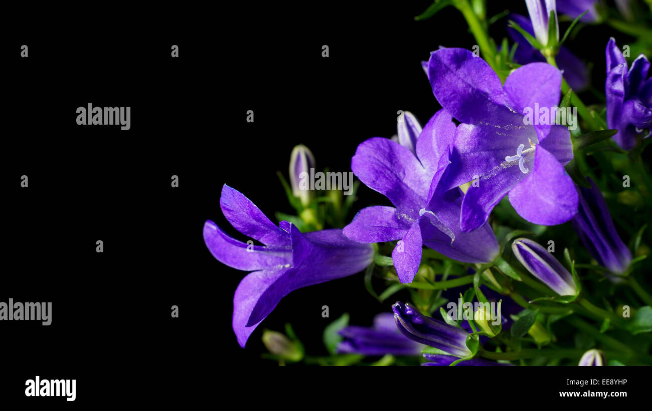 Close up detail of a bellflower (Campanula portenschlagiana). Stock Photo