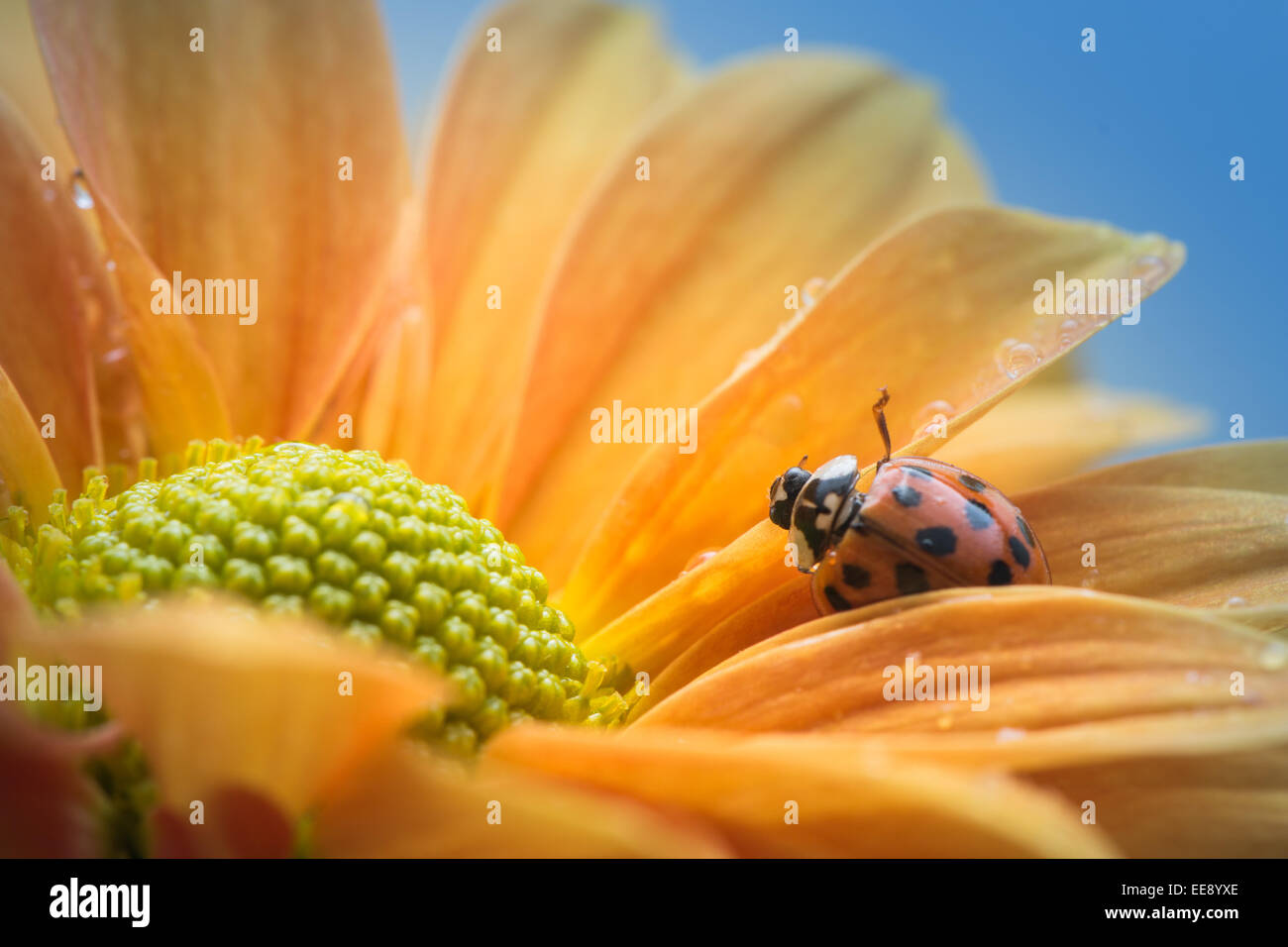 A single ladybug explores a yellow daisy. Stock Photo