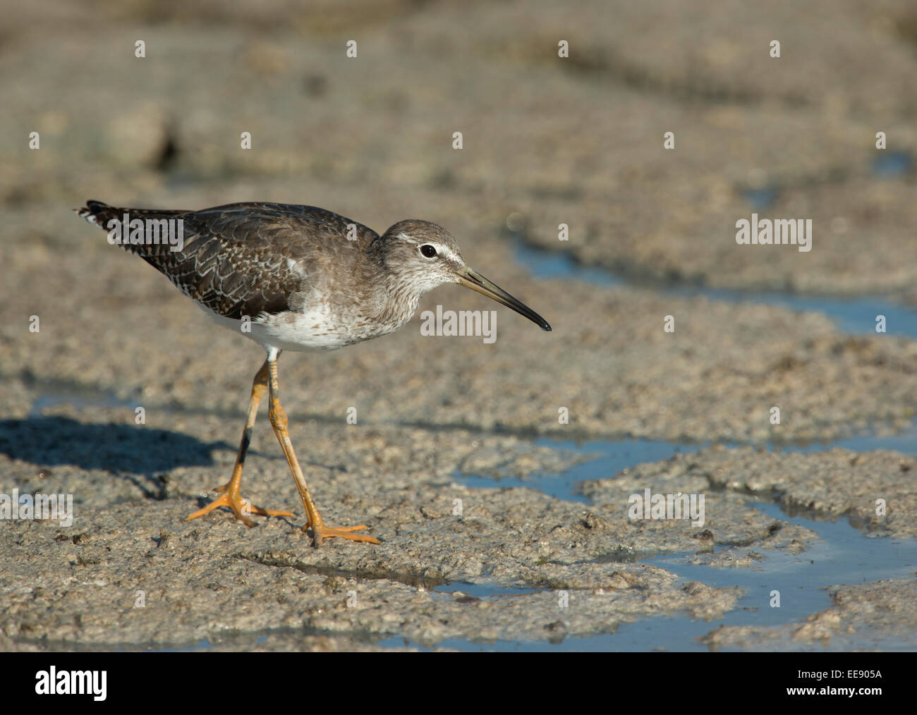 Dunkler High Resolution Stock Photography And Images Alamy