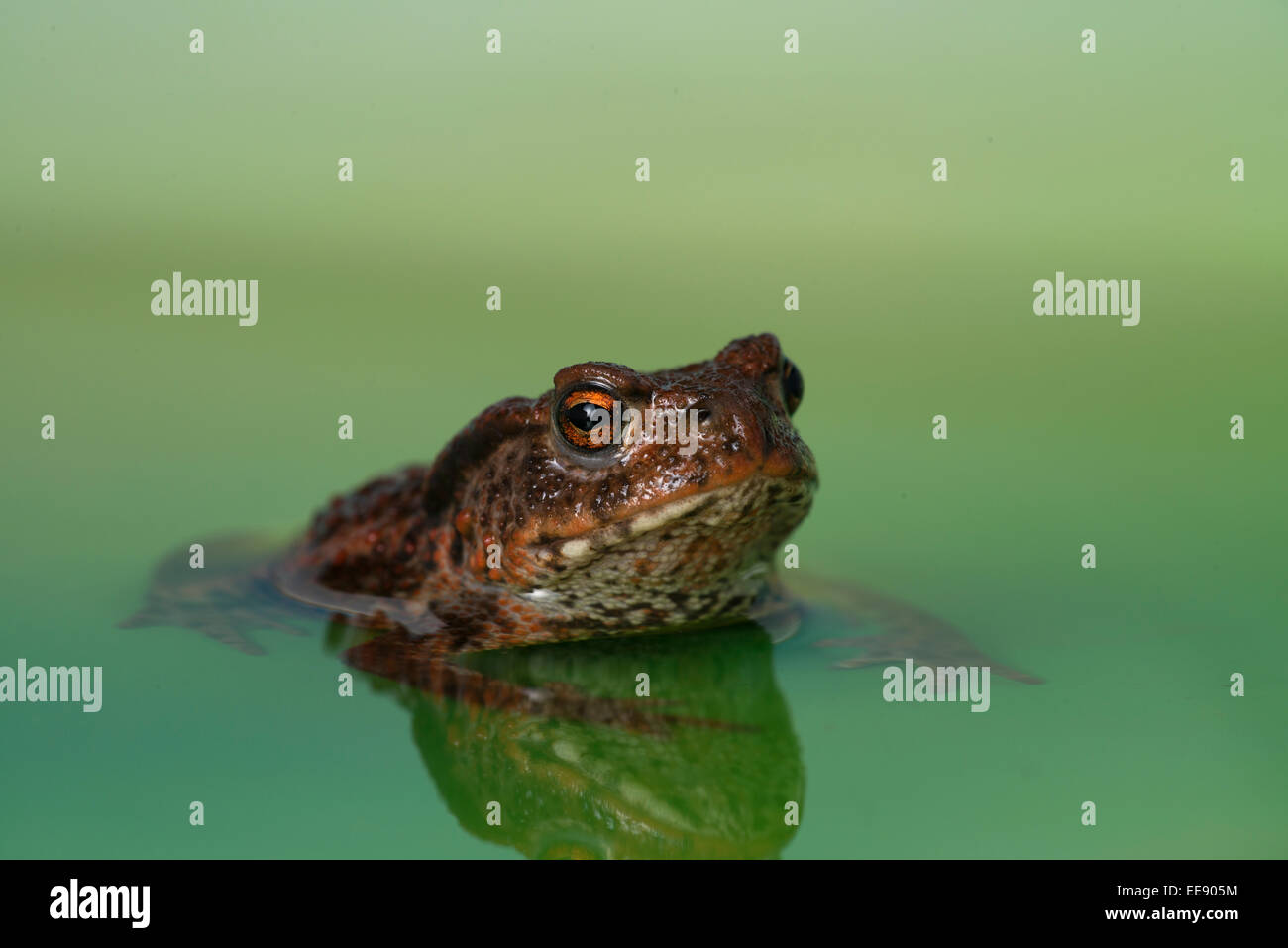 common european toad [Bufo bufo] Stock Photo