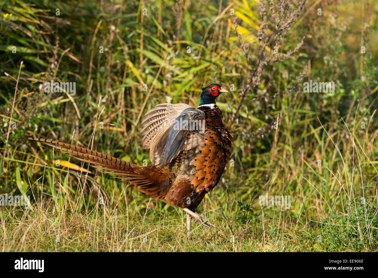 Fasan (Phasianus colchicus), (common) pheasant [Phasianus colchicus] Stock Photo