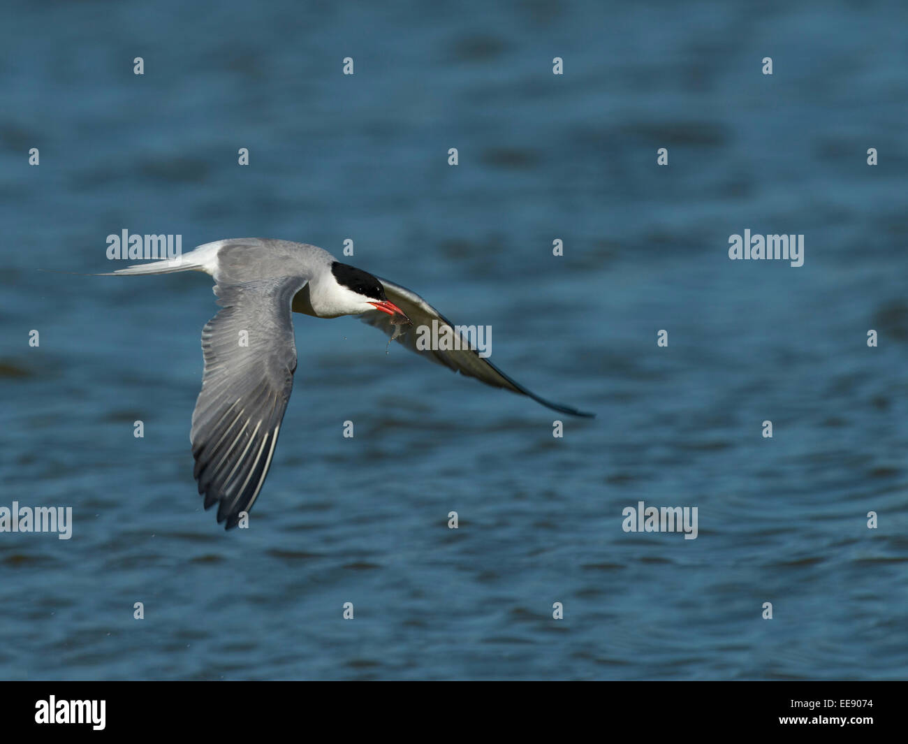 common tern [Sterna hirundo], Flussseeschwalbe, German Sea Stock Photo