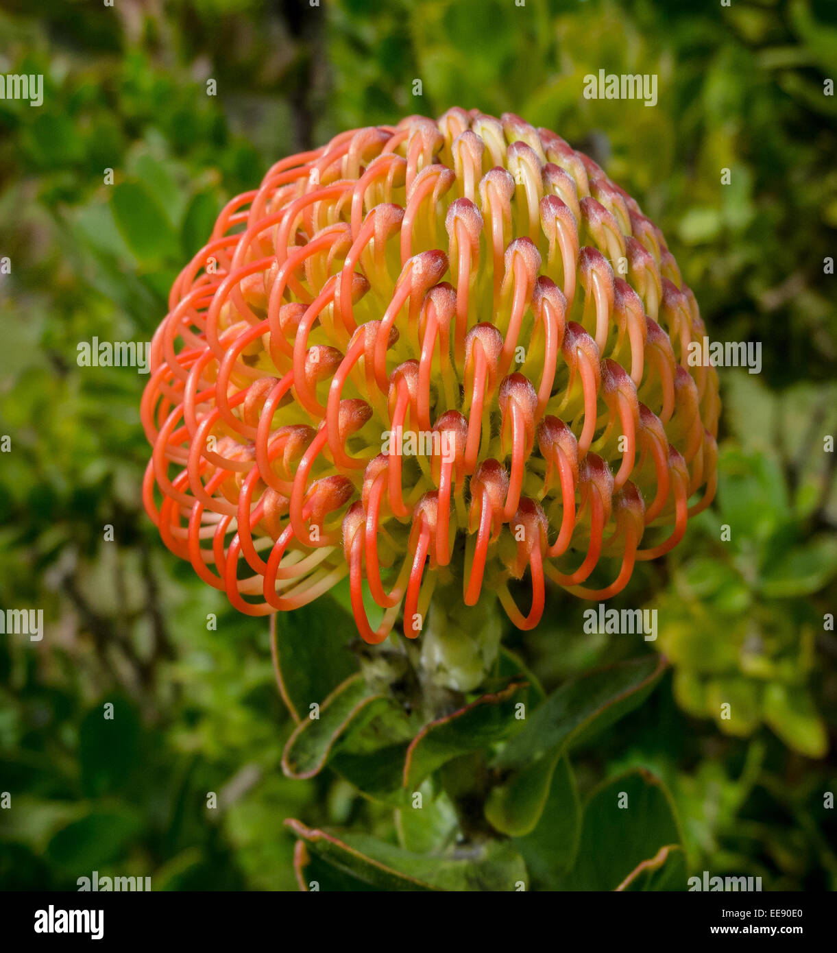 Flower, Palheiro Garden, Madeira Stock Photo