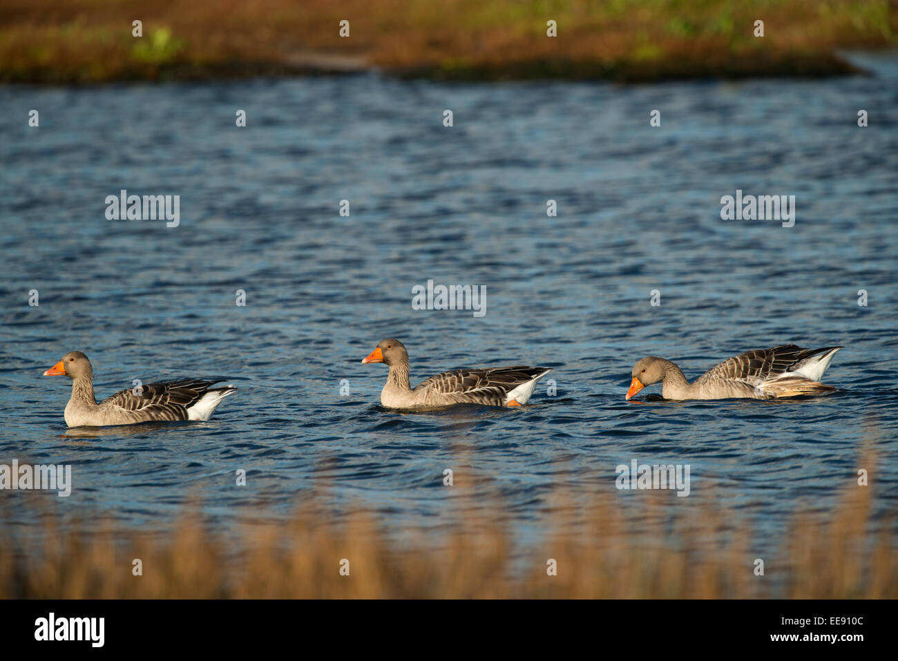 graylag goose [Anser anser] Graugans (Anser anser) Stock Photo