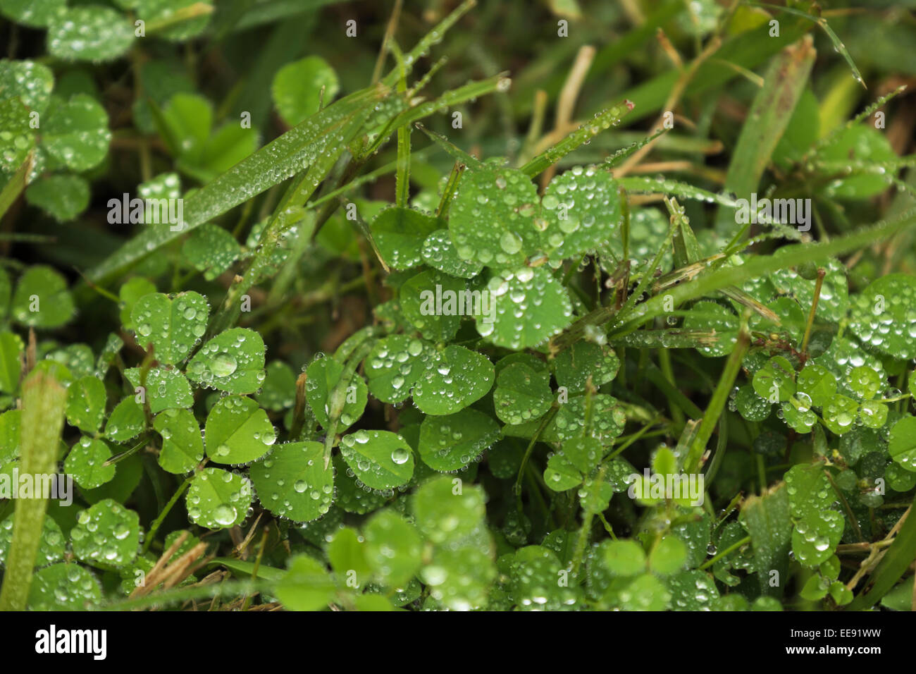 Rain drops on clover Stock Photo