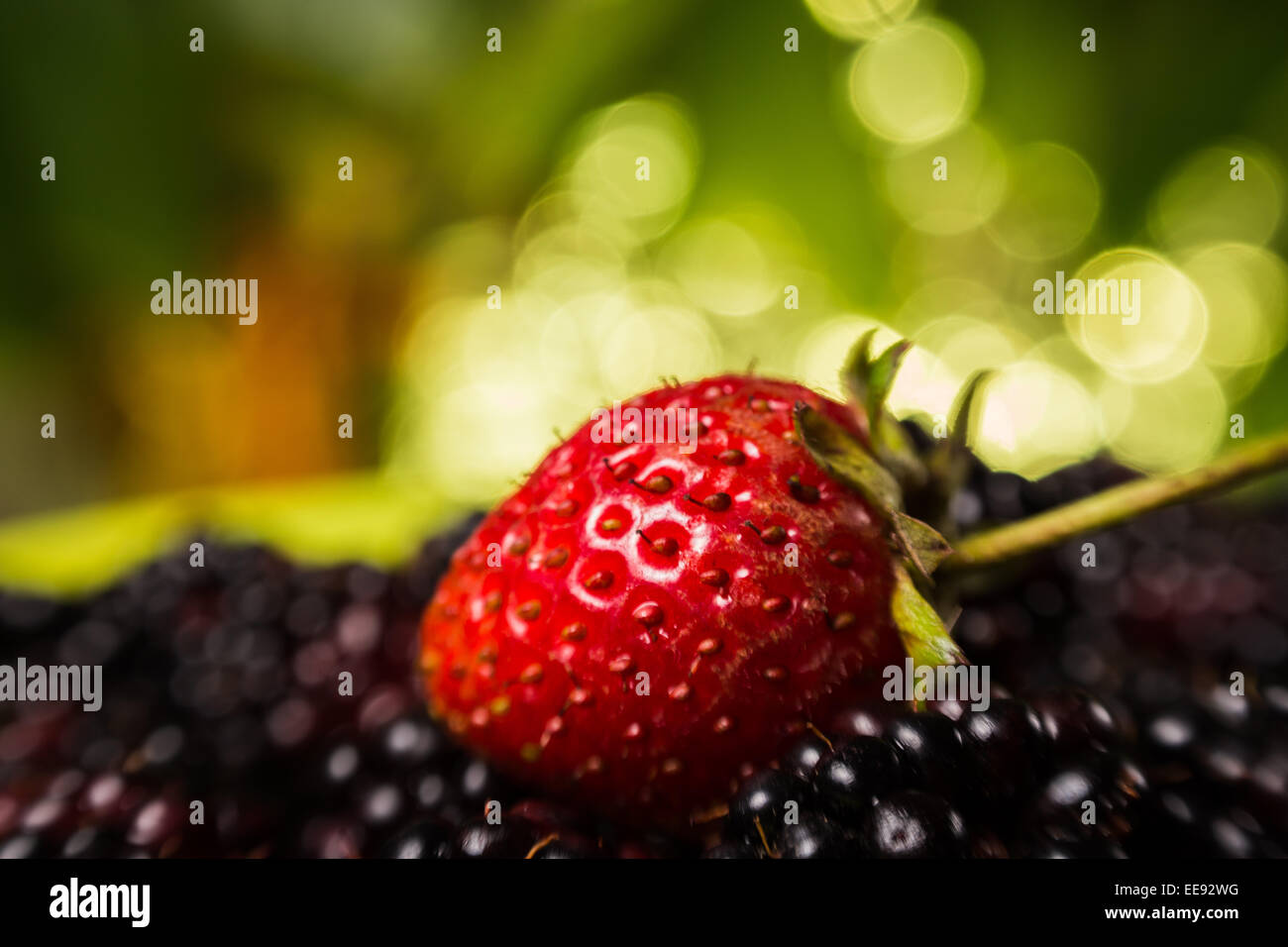 blackberries and strawberries Stock Photo Alamy