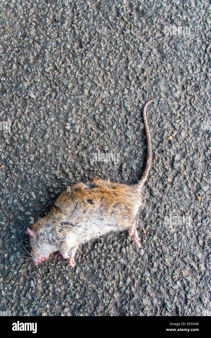 Road kill rat Stock Photo Alamy