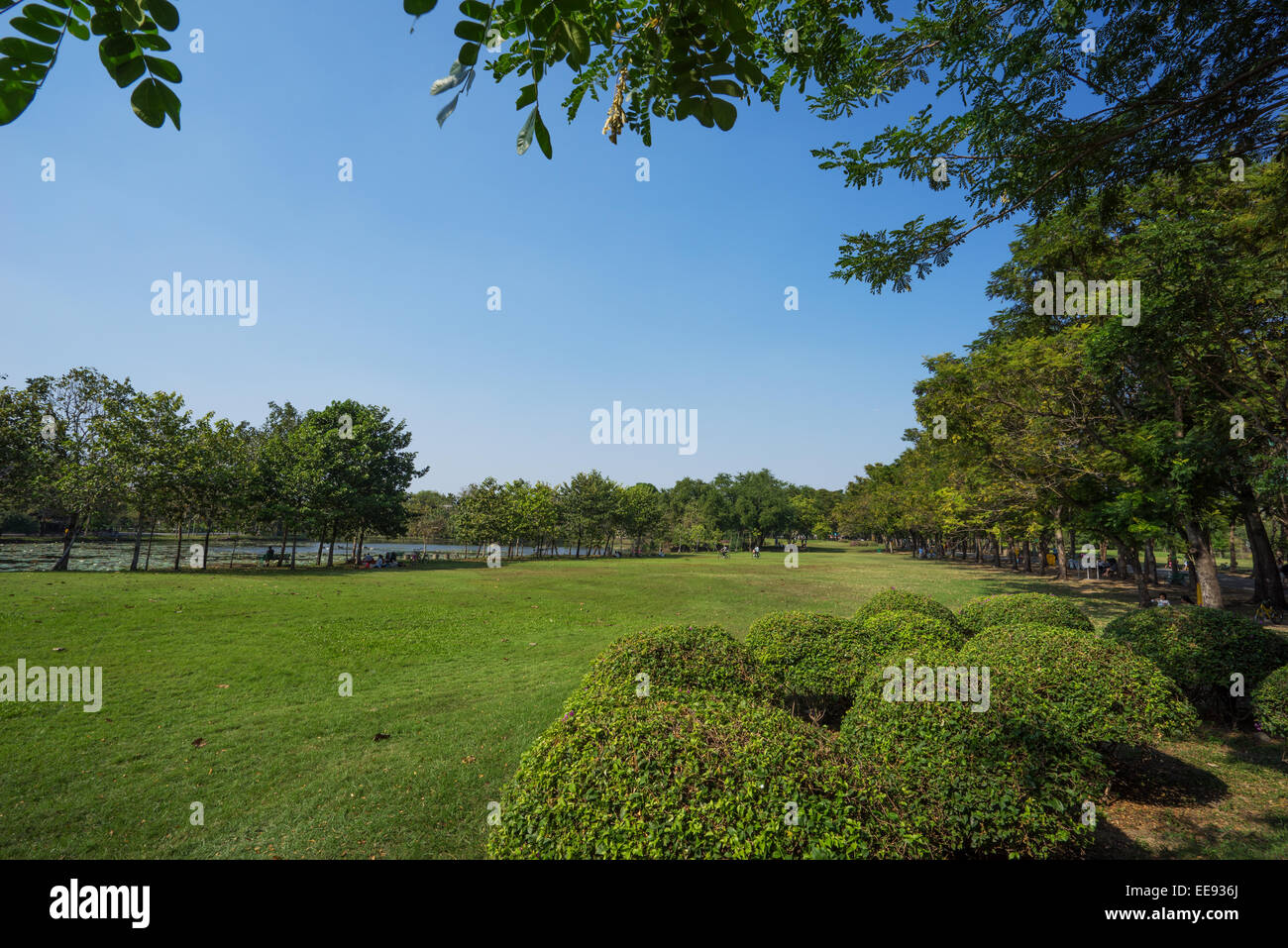 View of green trees in the city park Stock Photo - Alamy