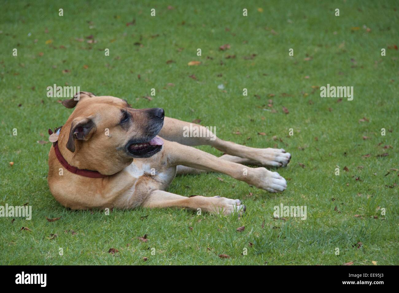 Sydney, Australia. 14 January 2015. A dog on its side with its legs