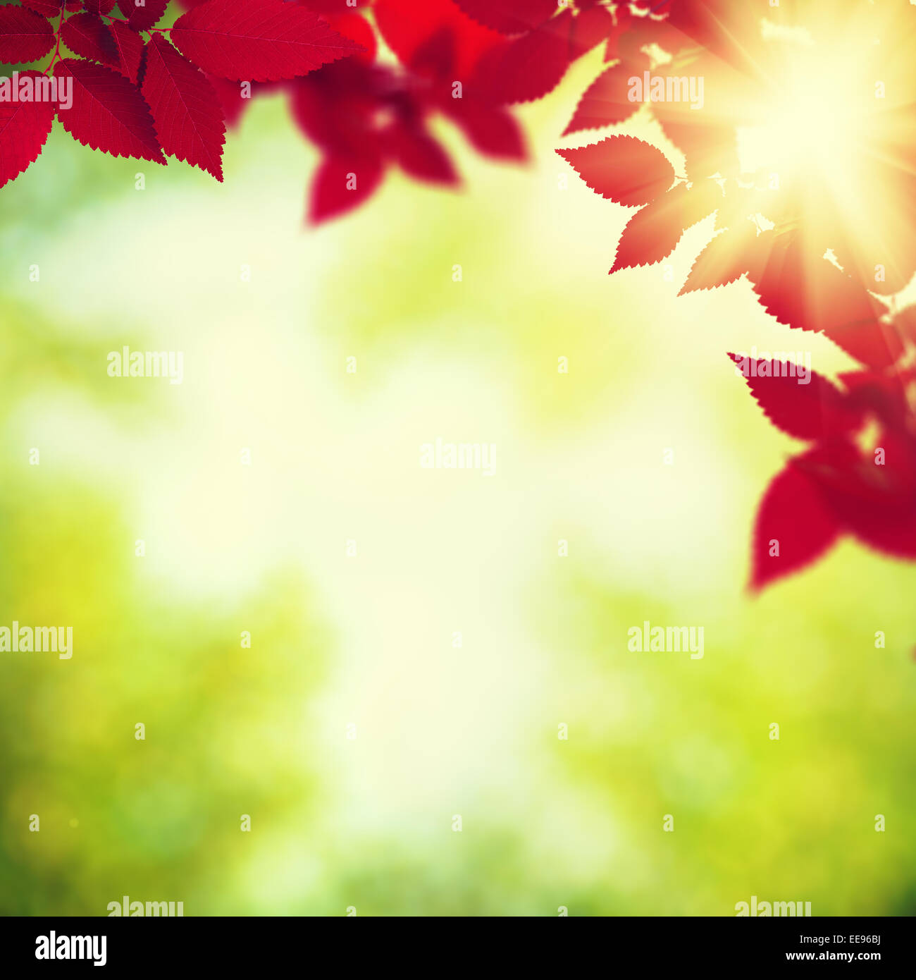 Autumnal foliage over green blurred backgrounds Stock Photo
