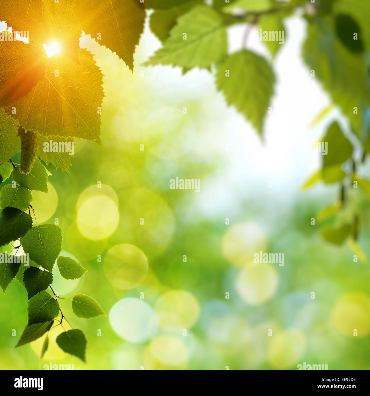 Summer birch forest sun hi-res stock photography and images - Alamy