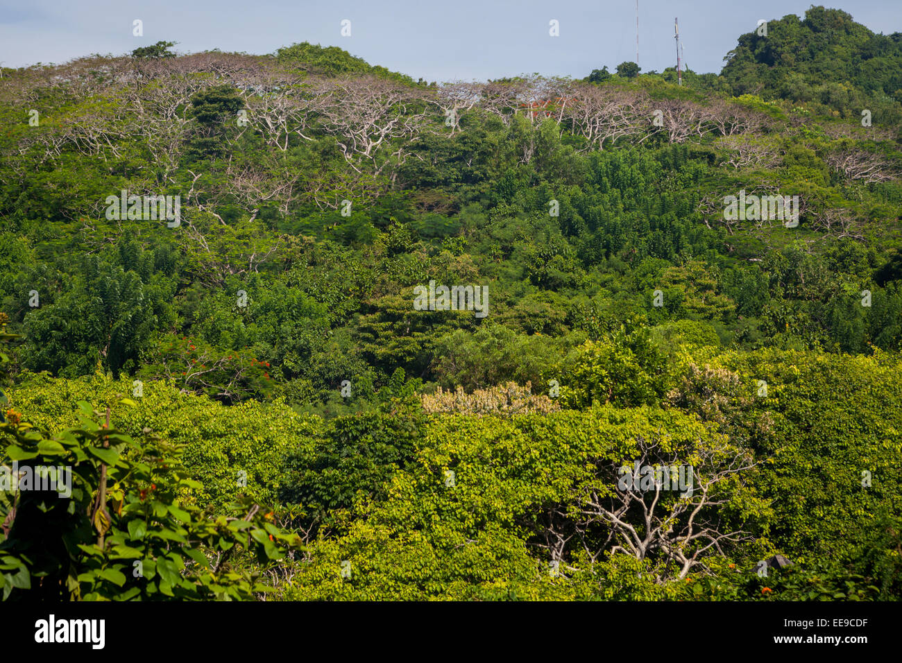 Landscape of tropical forest traditionally protected as sacred monkey habitat in Uluwatu, Bali, Indonesia. Stock Photo