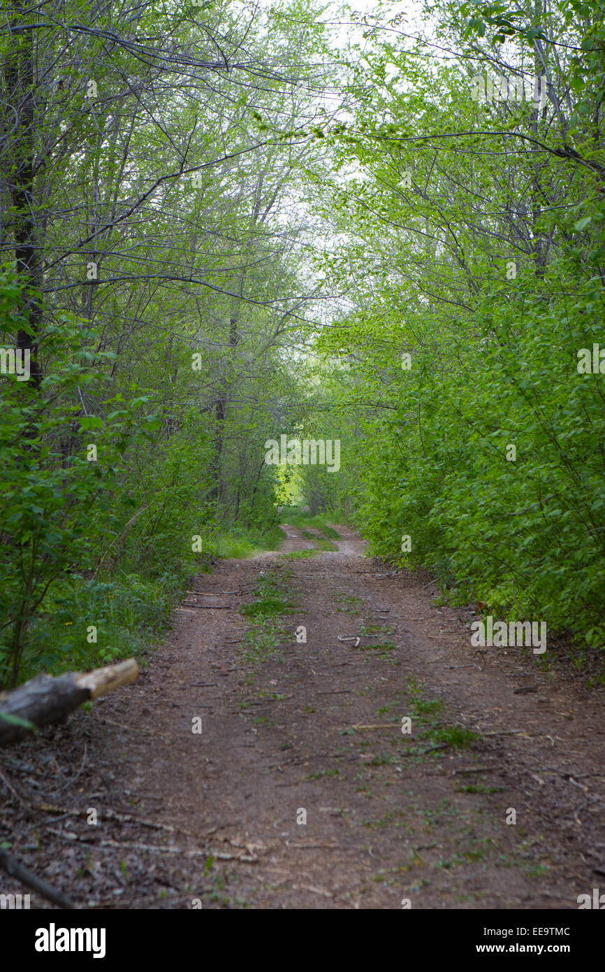 Dark forest path russia hi-res stock photography and images - Alamy