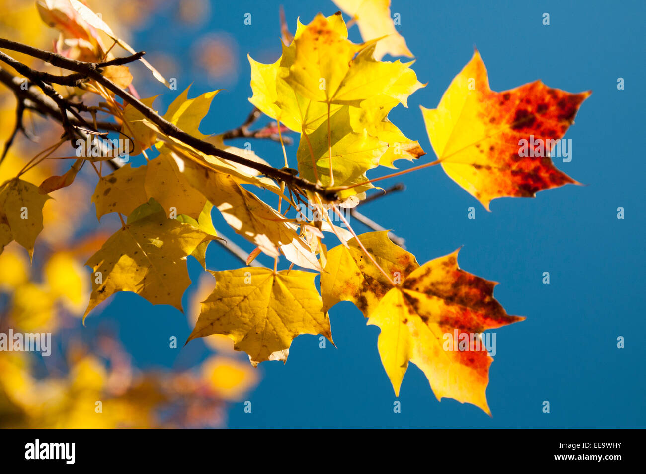 Close up of golden autumn leaves Stock Photo - Alamy