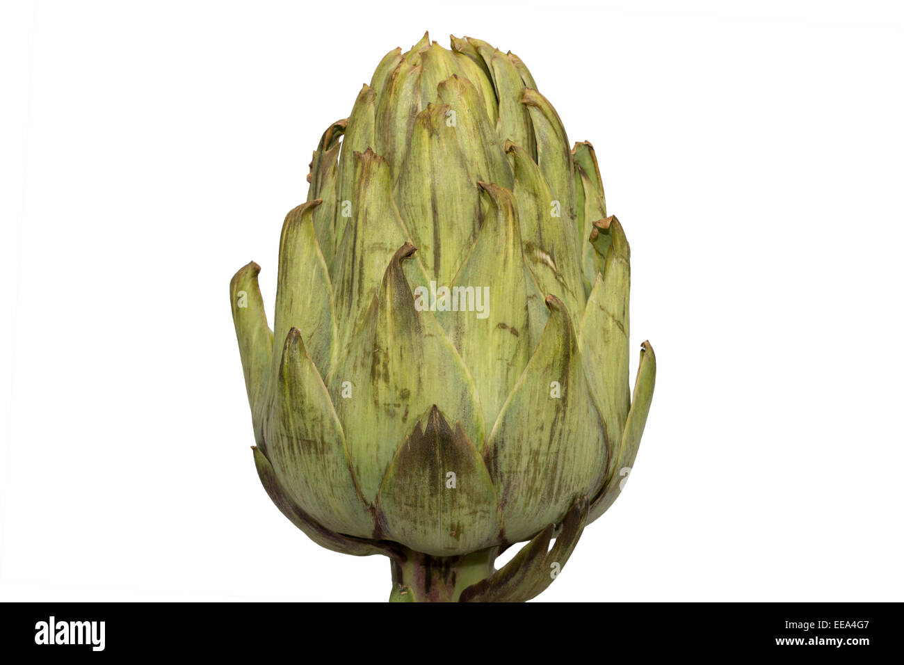 A single artichoke viewed from the side isolated on white Stock Photo