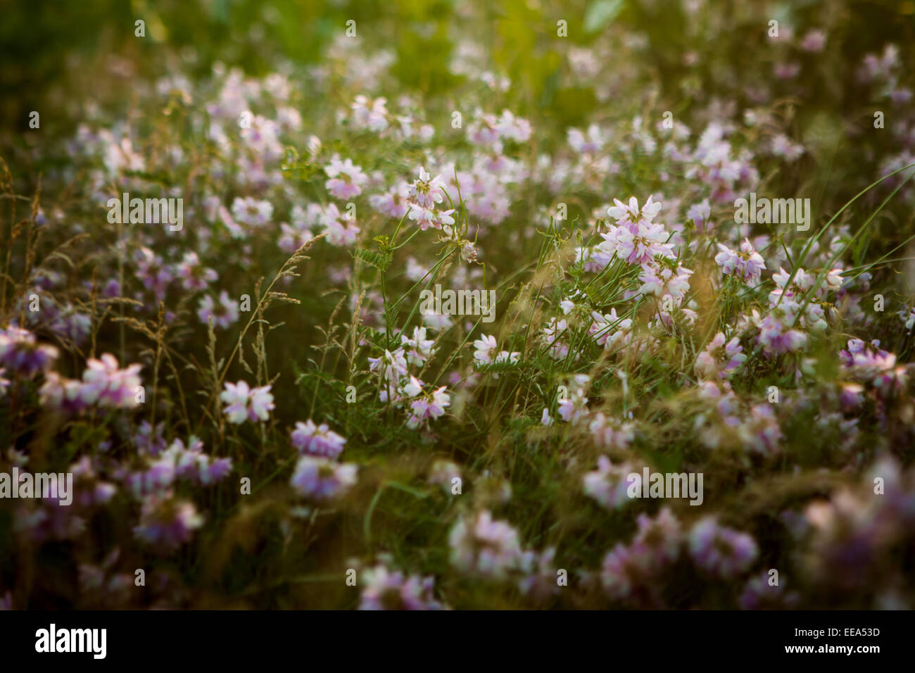 Vintage photo of beautiful wild flower Stock Photo - Alamy