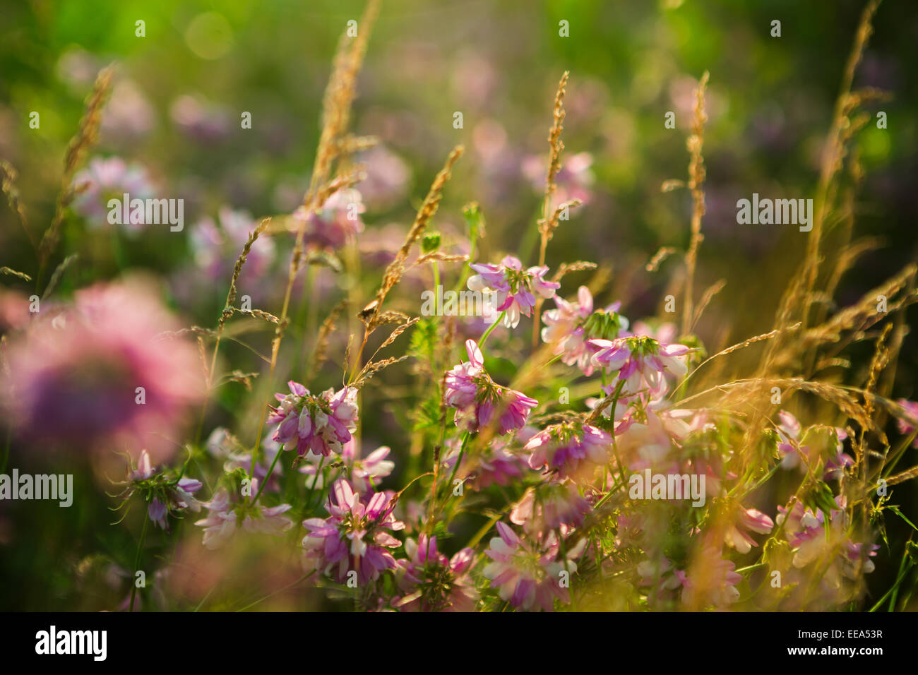 pink flowers in the garden Stock Photo - Alamy