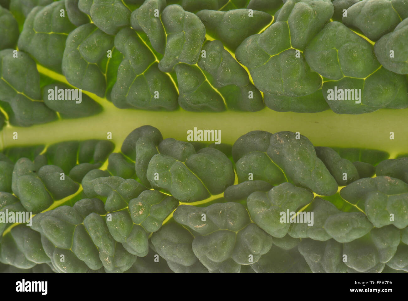 Cavolo Nero black cabbage extreme closeup of leaf Stock Photo