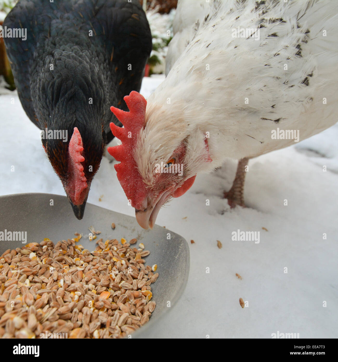 two domestic chickens eating grain in the snow - closeup Stock Photo