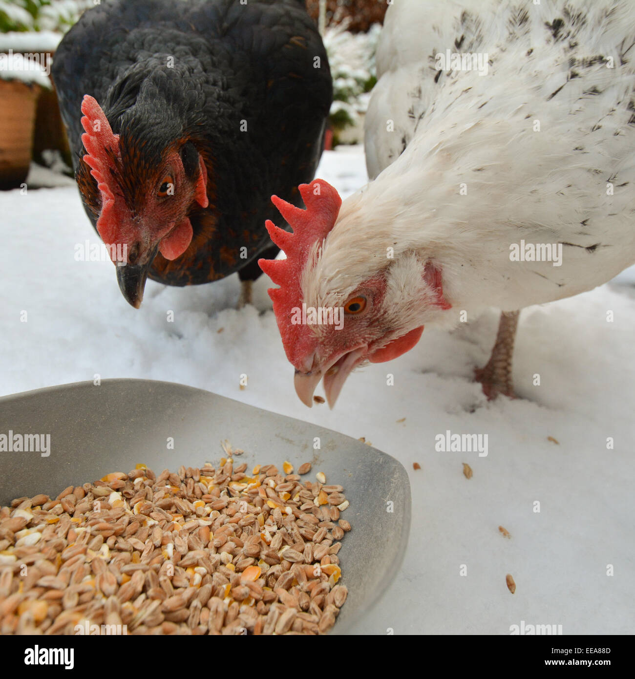 two domestic chickens eating grain in the snow - closeup Stock Photo