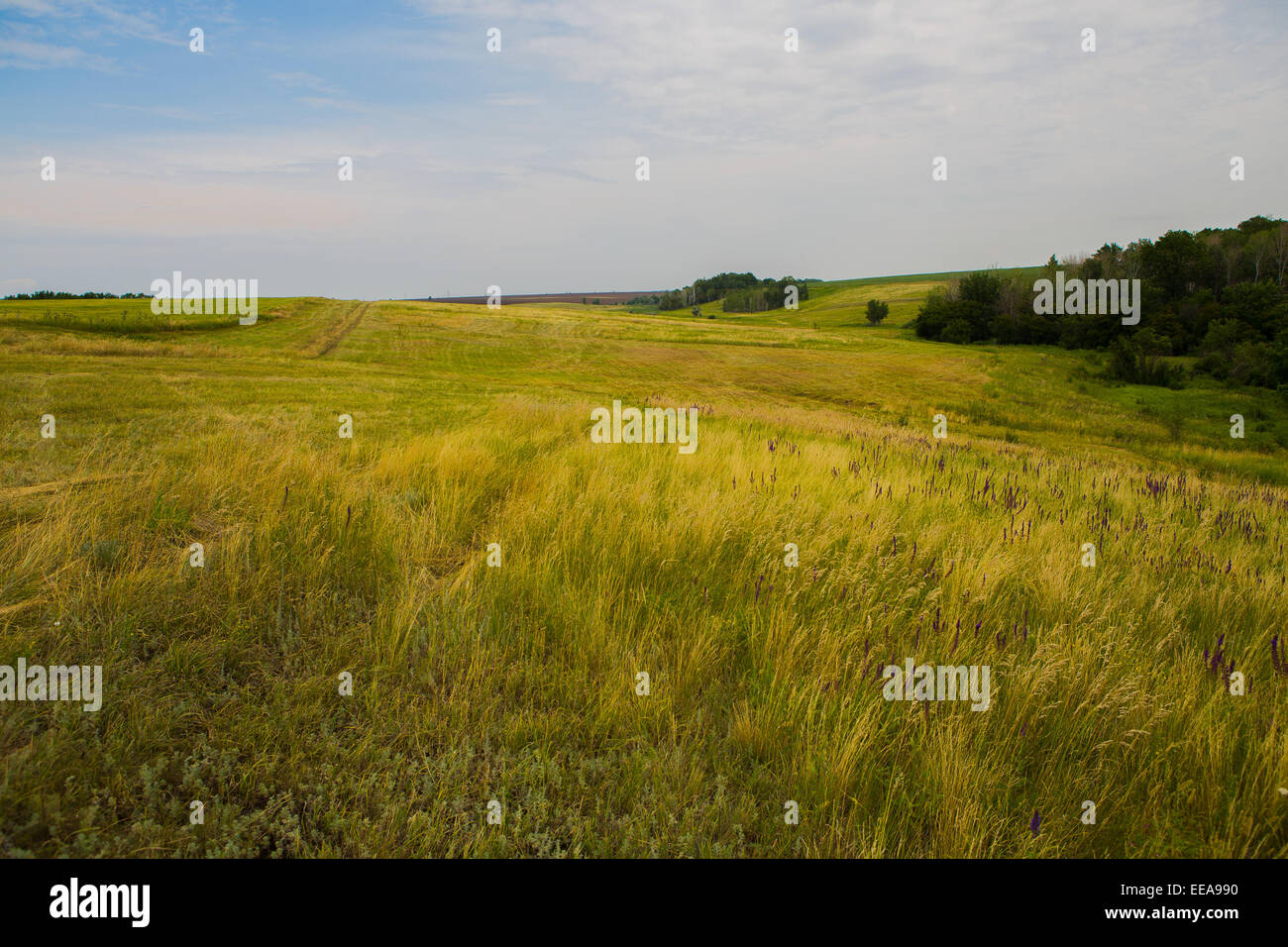 field of spring grass and forest Stock Photo - Alamy