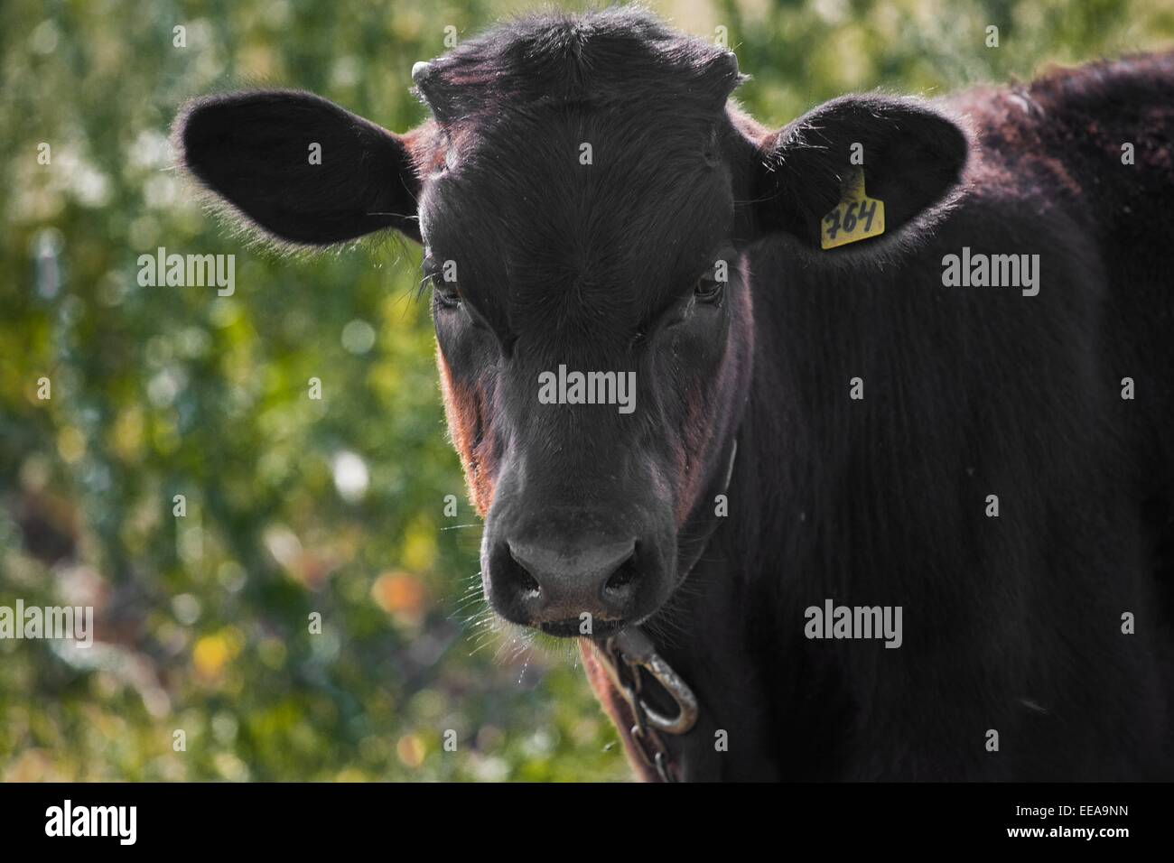 Hereford bull nose ring hi-res stock photography and images - Alamy