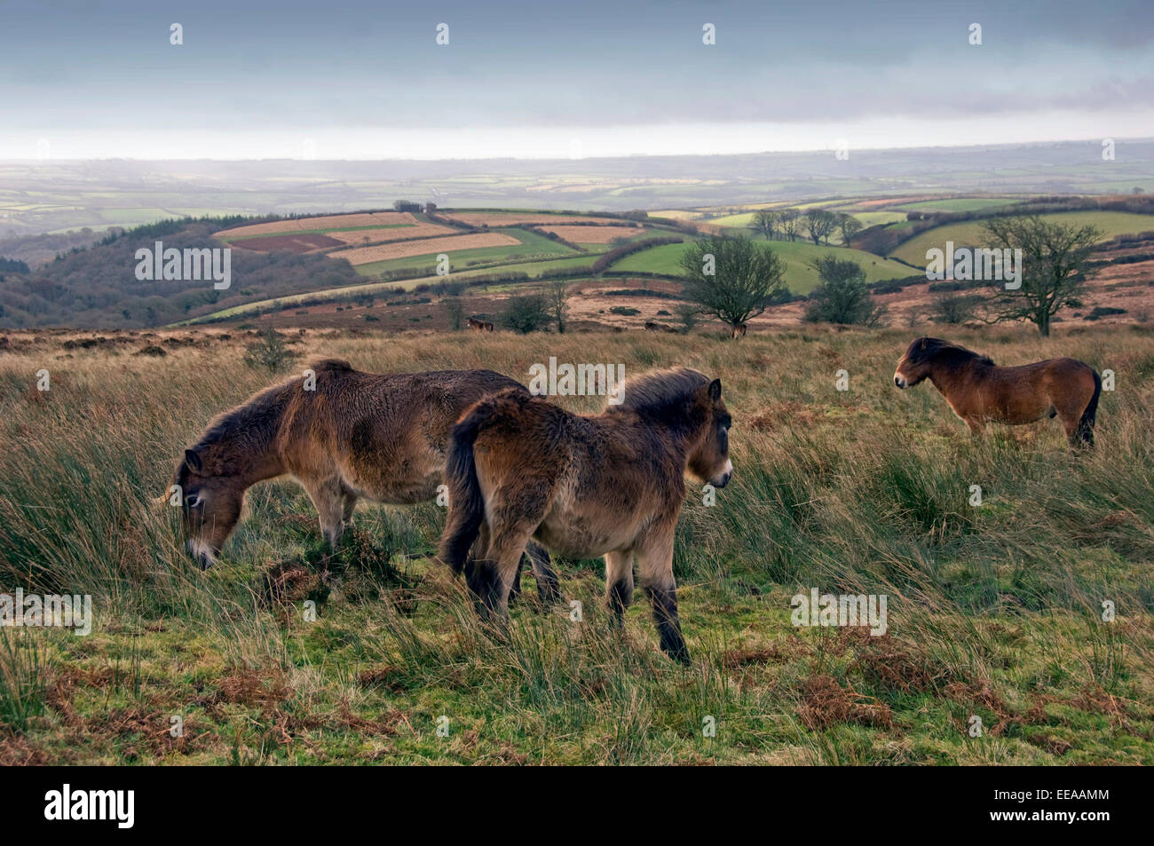 Dulverton and Exmoor including a group of Exmoor ponies, Devonshire, UK Stock Photo