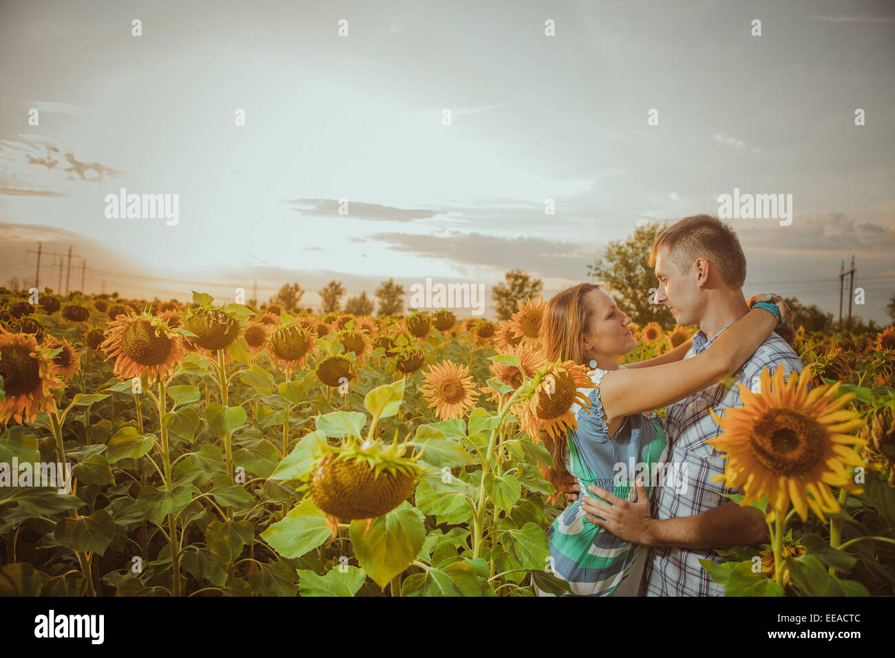 Beautiful couple having fun in sunflowers fields Stock Photo - Alamy