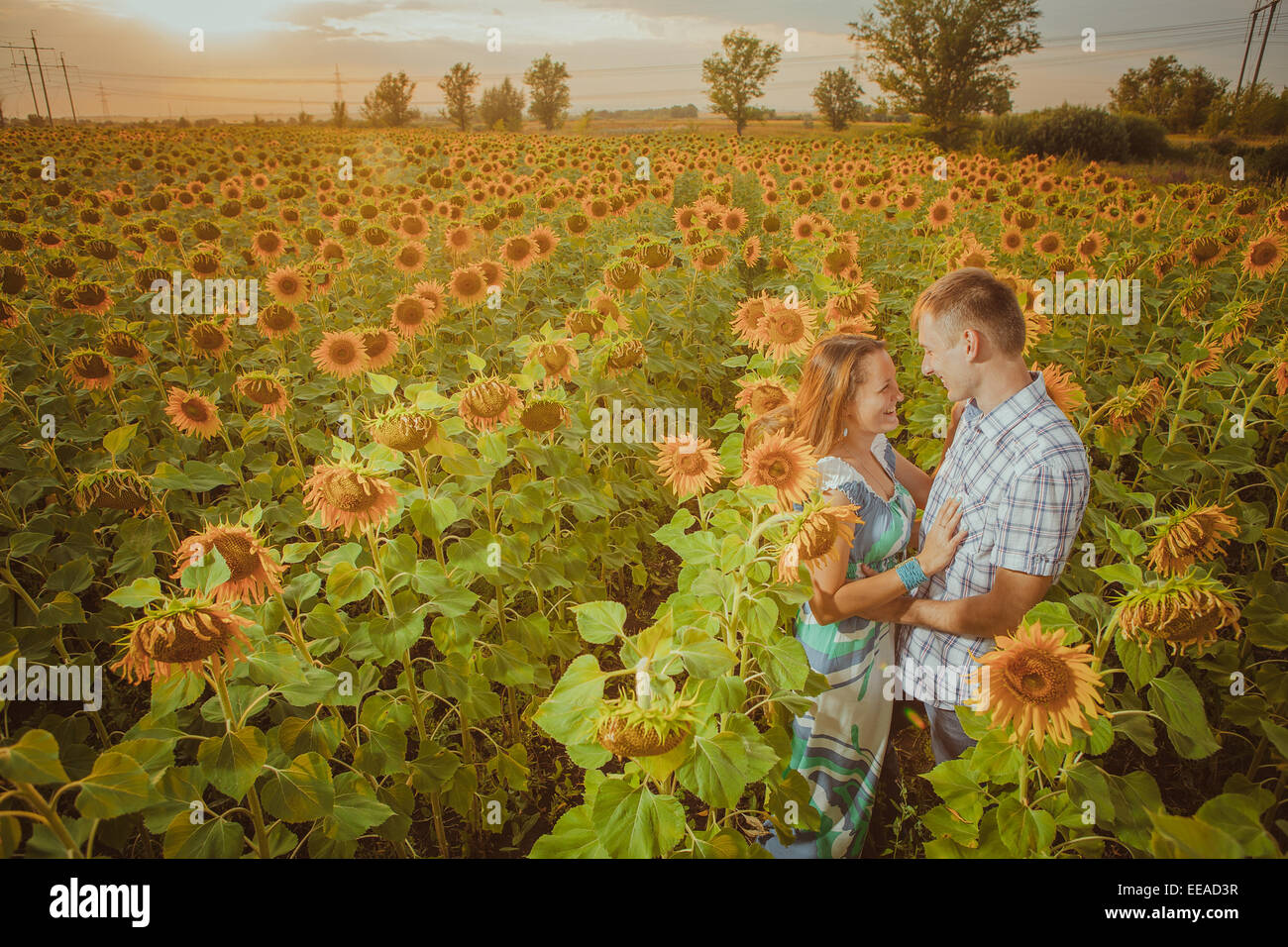 Beautiful couple having fun in sunflowers fields Stock Photo - Alamy