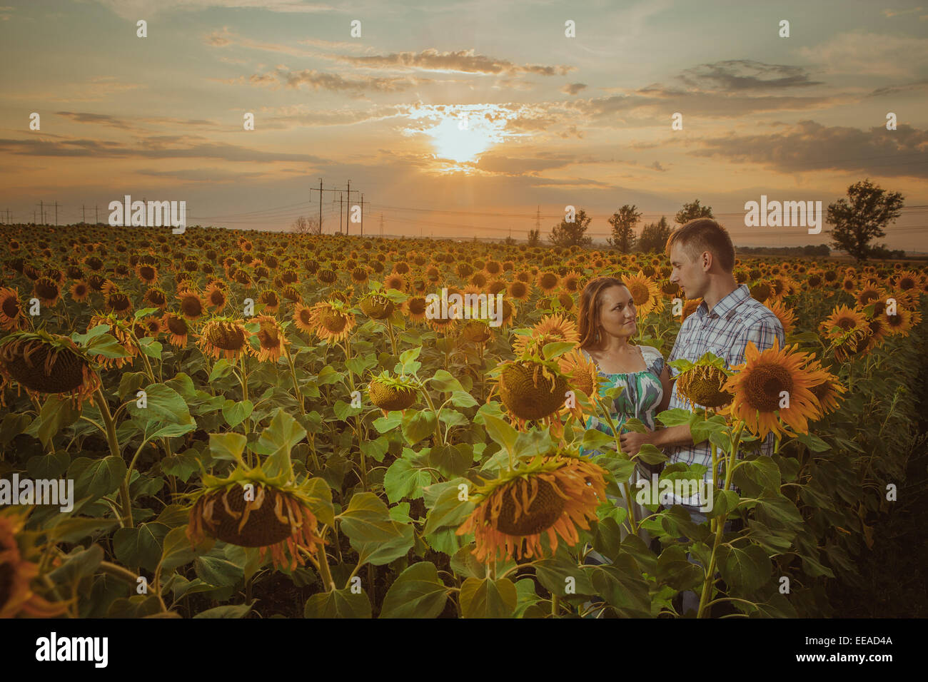 Beautiful couple having fun in sunflowers fields Stock Photo - Alamy