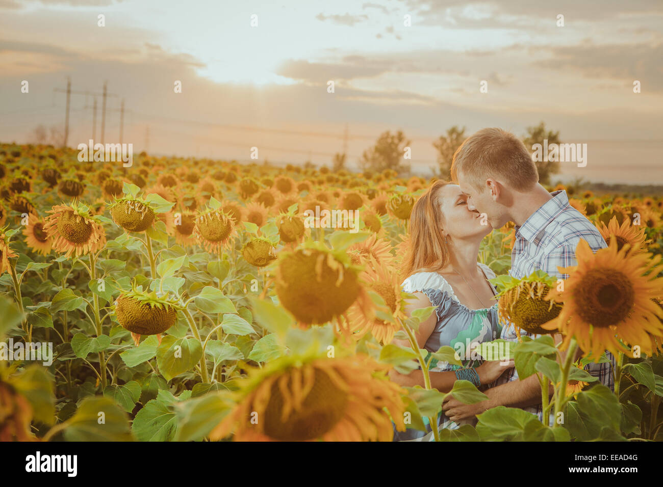 Beautiful couple having fun in sunflowers fields Stock Photo - Alamy