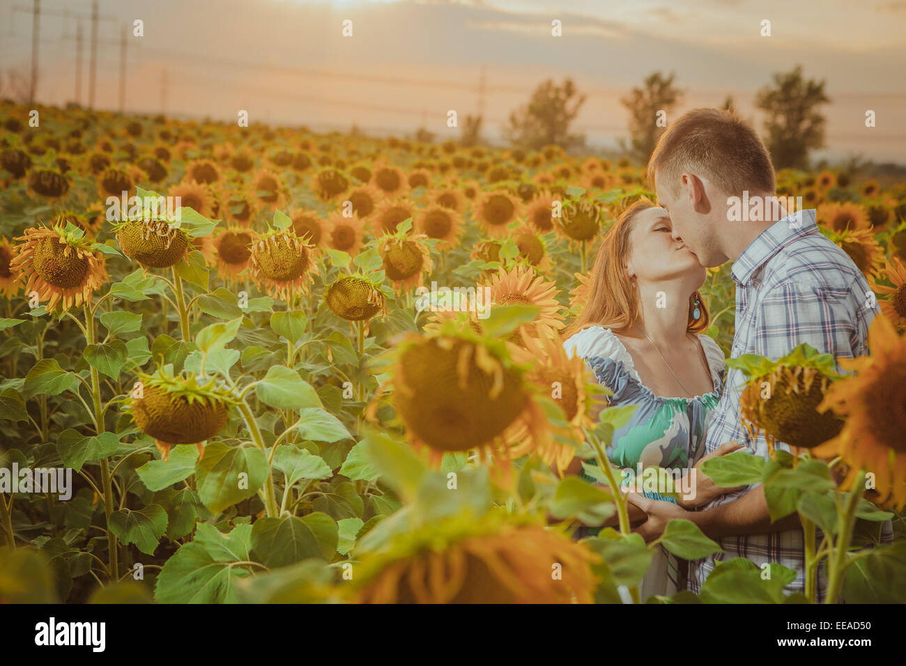 Beautiful couple having fun in sunflowers fields Stock Photo - Alamy
