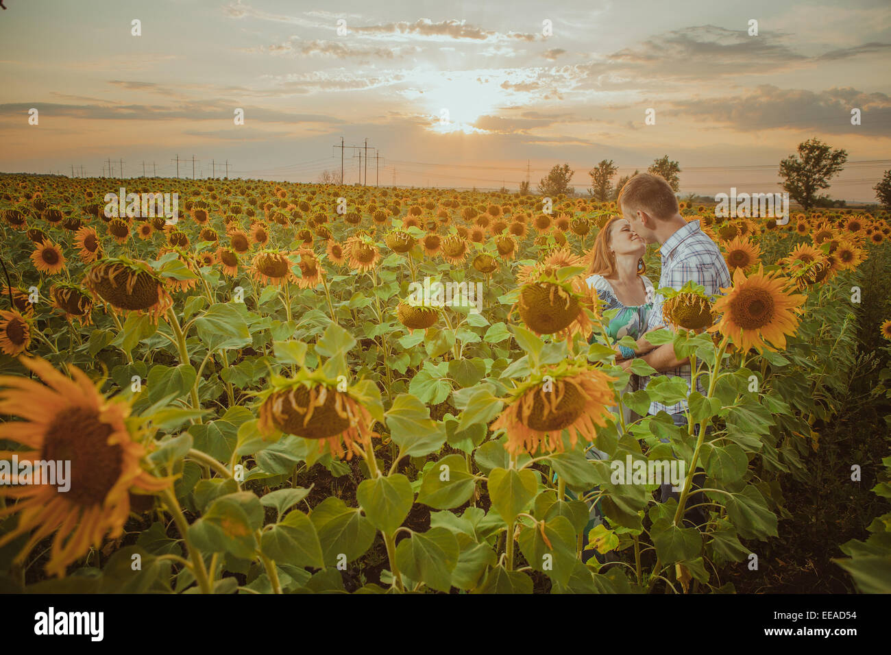Beautiful couple having fun in sunflowers fields Stock Photo - Alamy